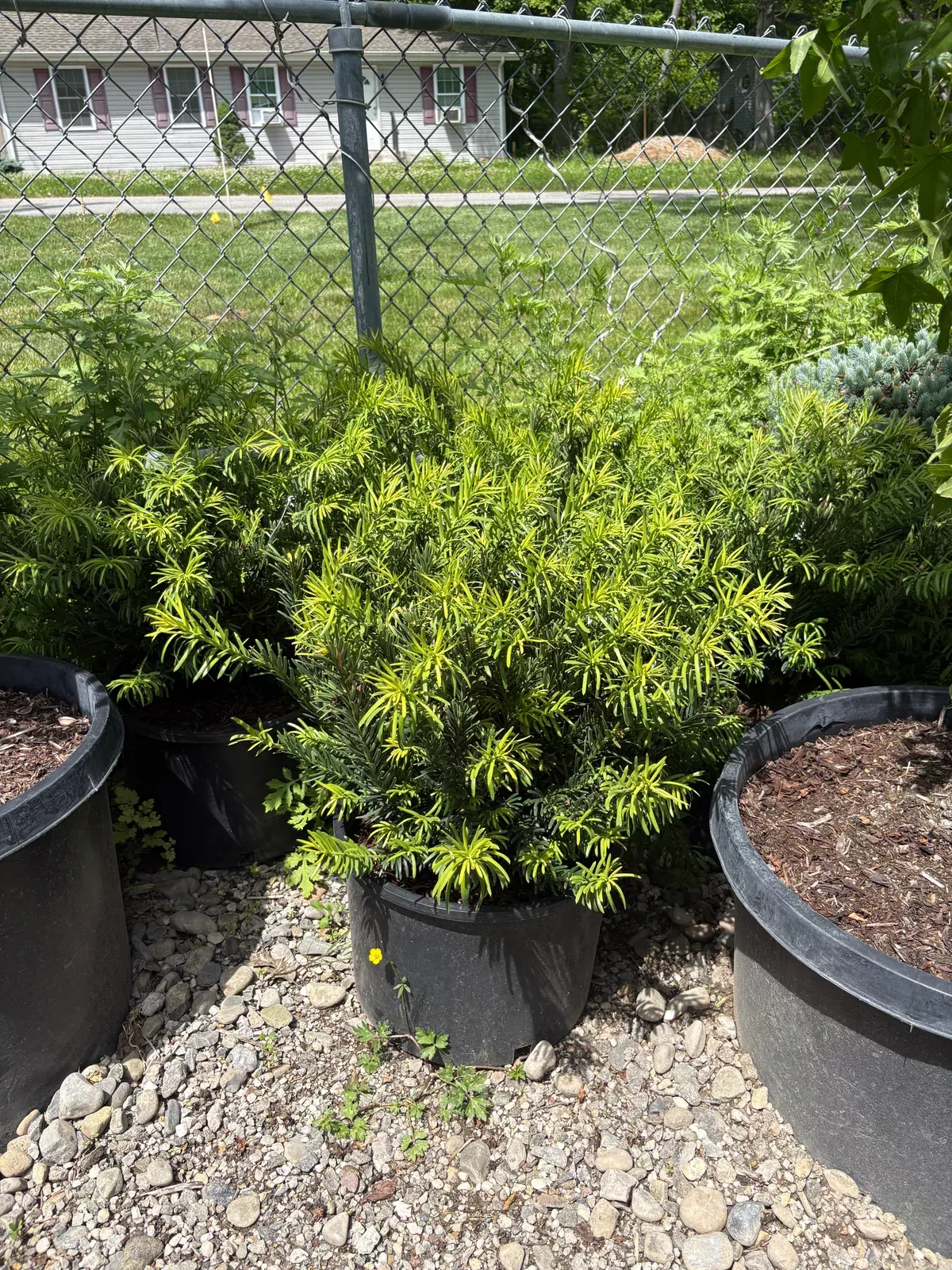 japanese-plum-yew Japanese Plum Yew