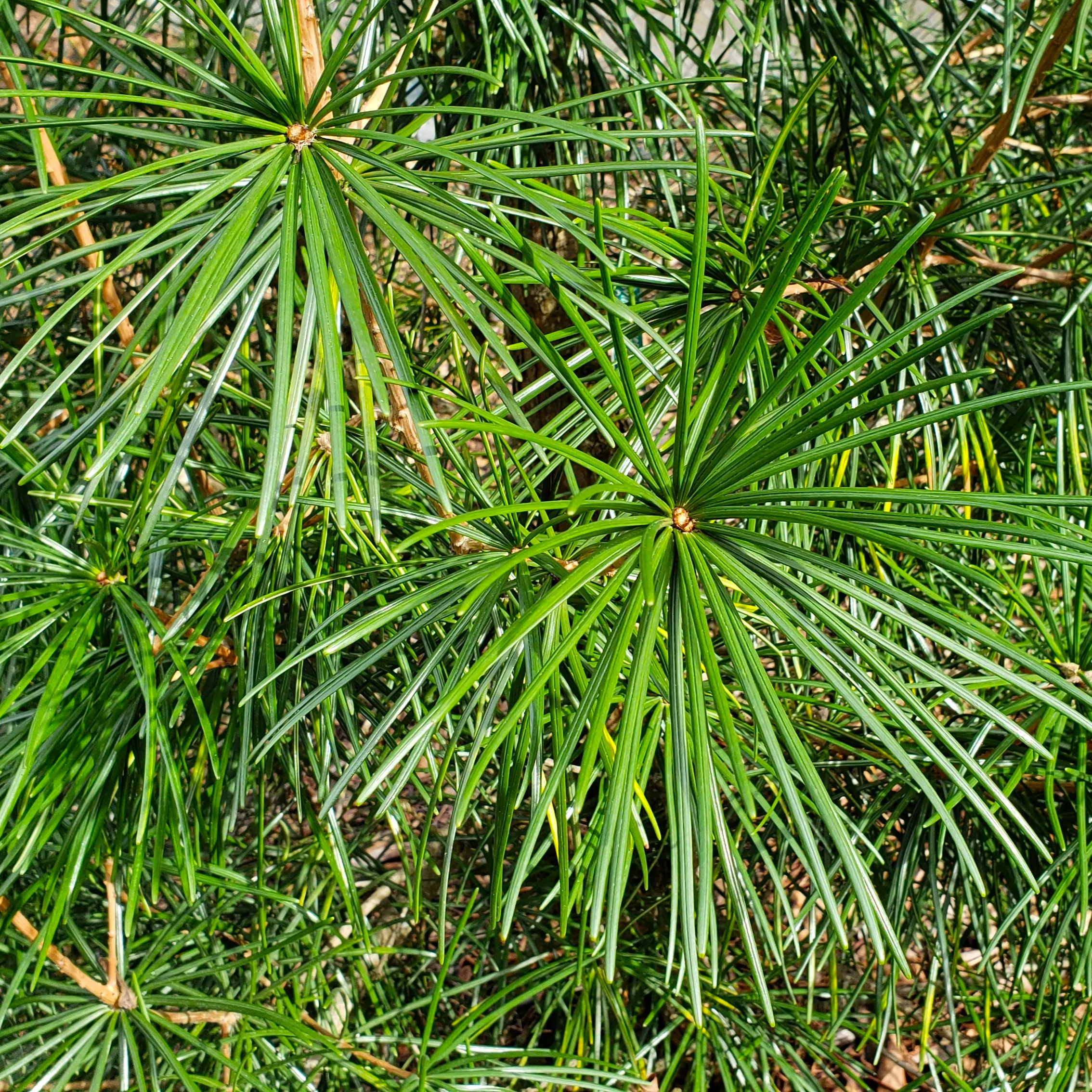 japanese-umbrella-pine Japanese Umbrella Pine