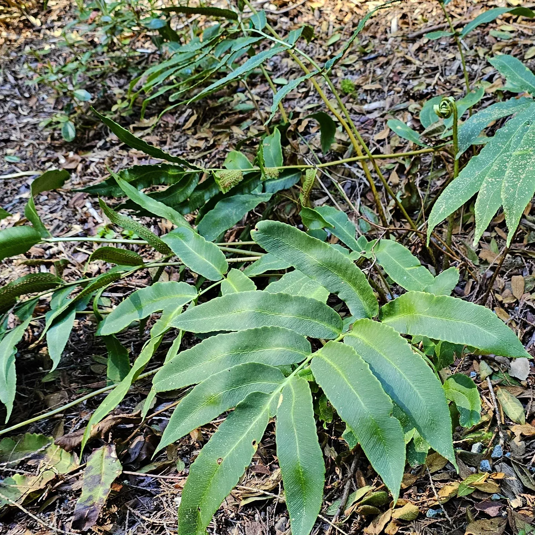 japanese-wood-fern Japanese Wood Fern