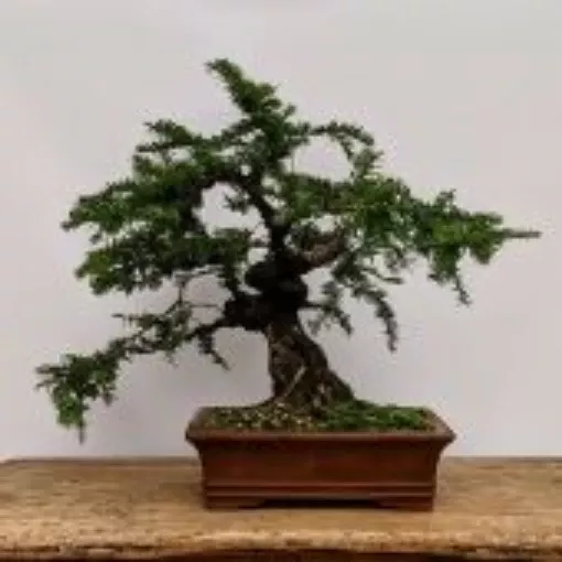 japanese-yew-bonsai-tree Japanese Yew Bonsai Tree