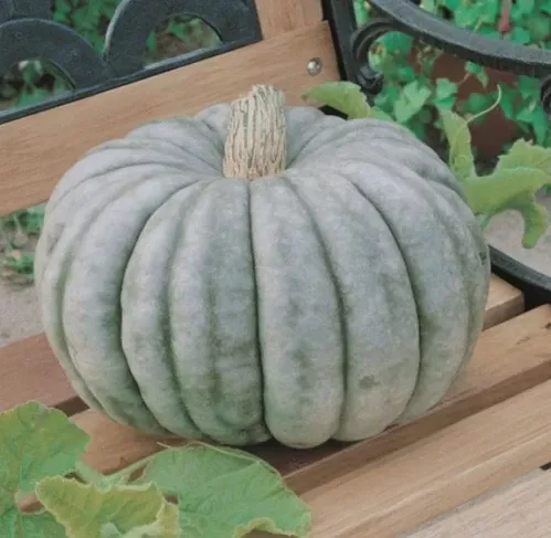 jarrahdale-pumpkin Jarrahdale Pumpkin