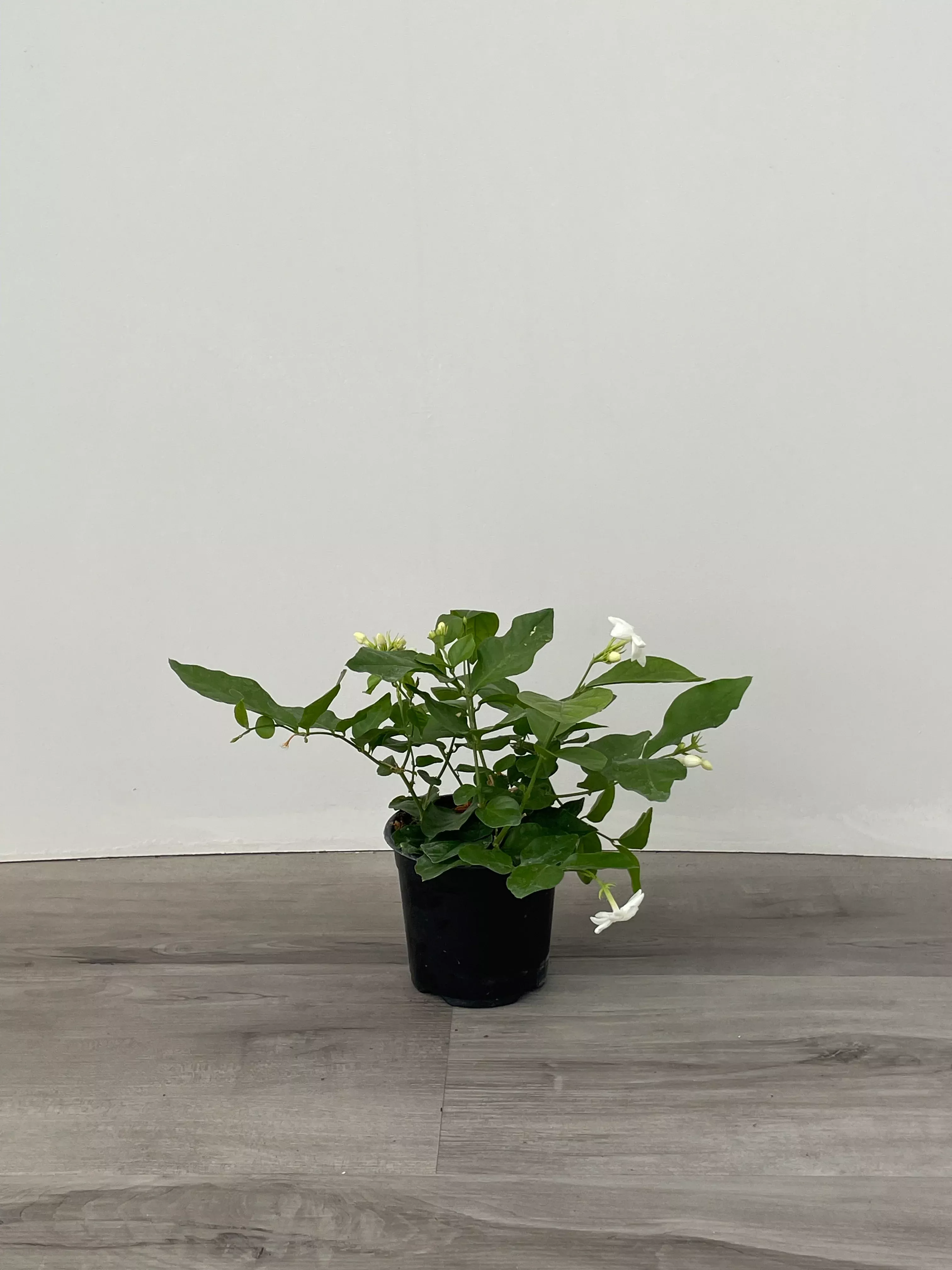 Jasmine