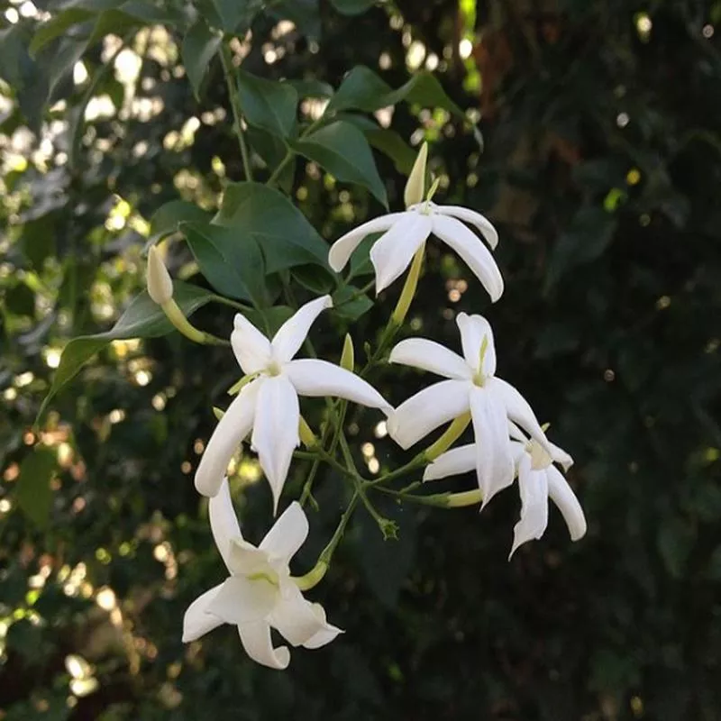 jasminum-tortuosum Jasminum tortuosum