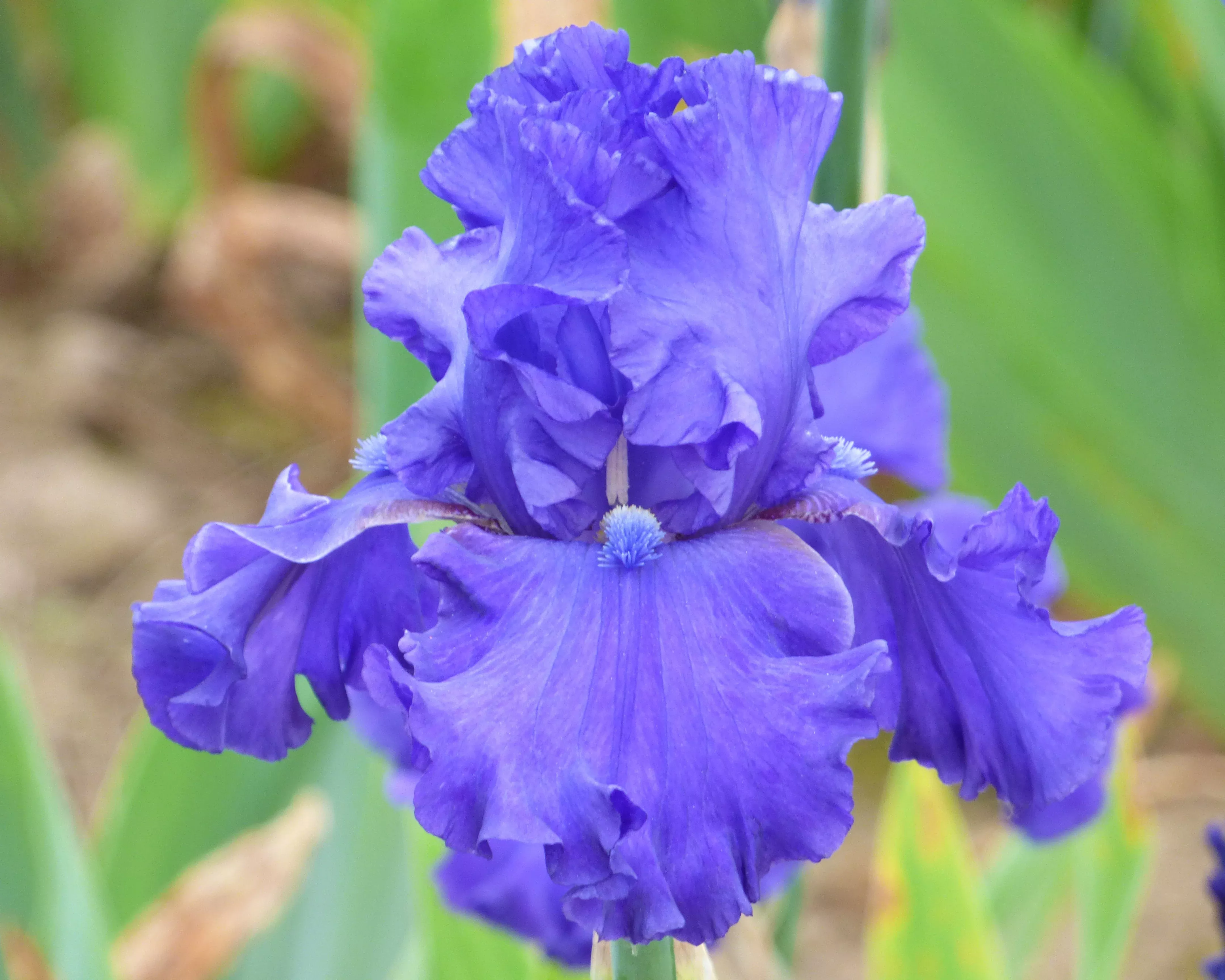 java-bleue Java Bleue
