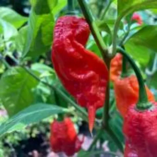 jay-s-red-ghost-scorpion-pepper-seeds Jay's Red Ghost Scorpion Pepper Seeds