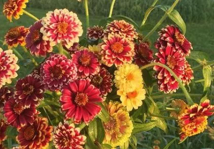 jazzy-zinnia-mix Jazzy Zinnia Mix
