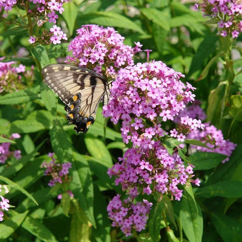 jeana-garden-phlox Jeana Garden Phlox