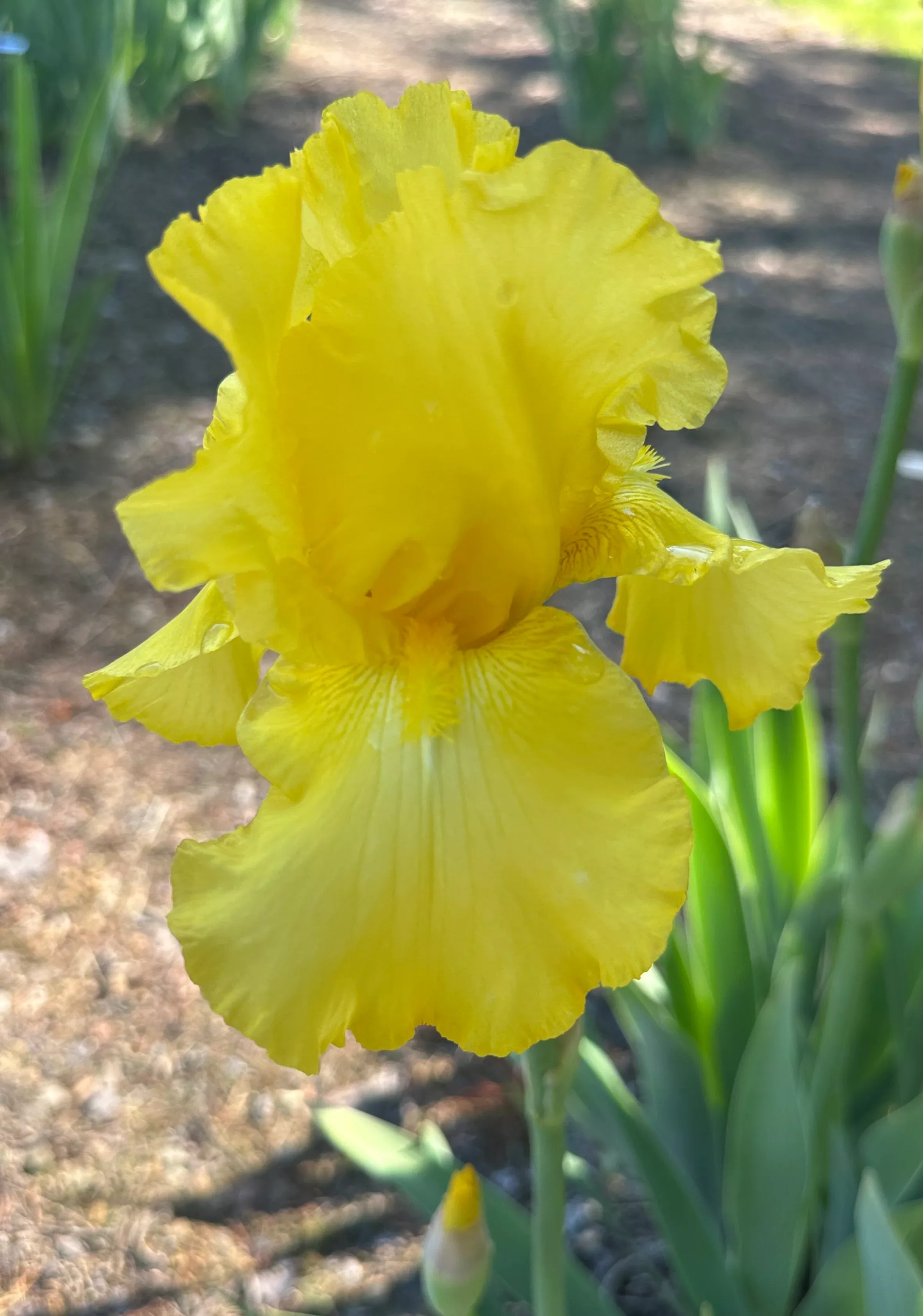 Jeanne Price