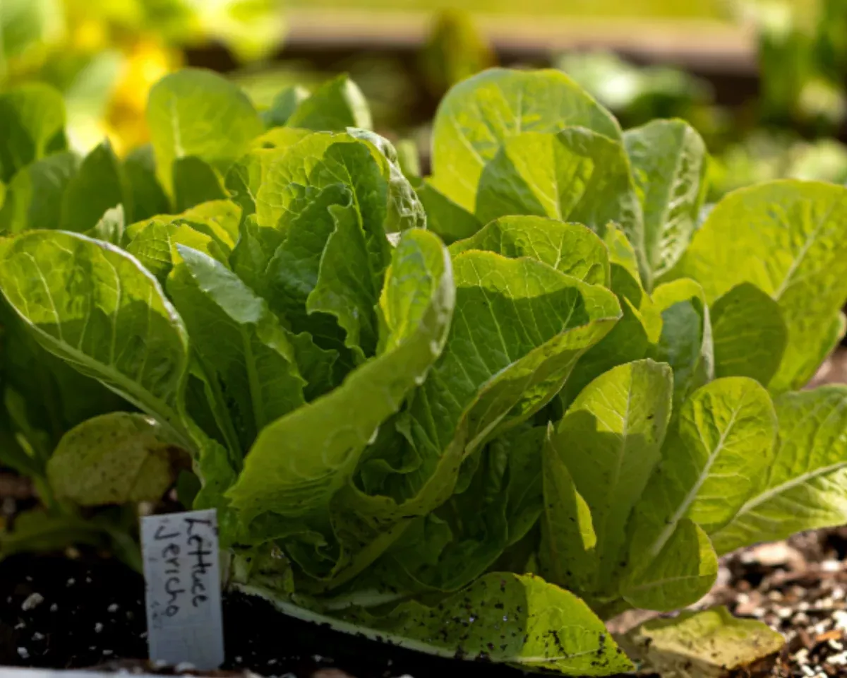 jericho-lettuce-seeds Jericho Lettuce Seeds