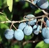jersey-beach-plum Jersey Beach Plum