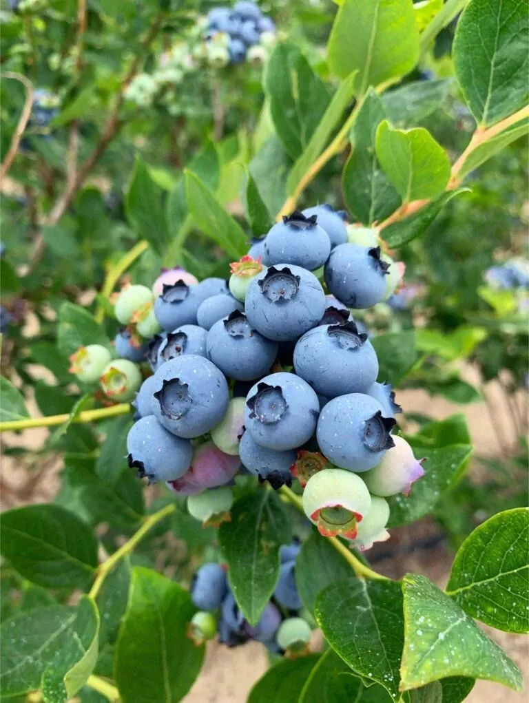 jersey-blueberry Jersey Blueberry