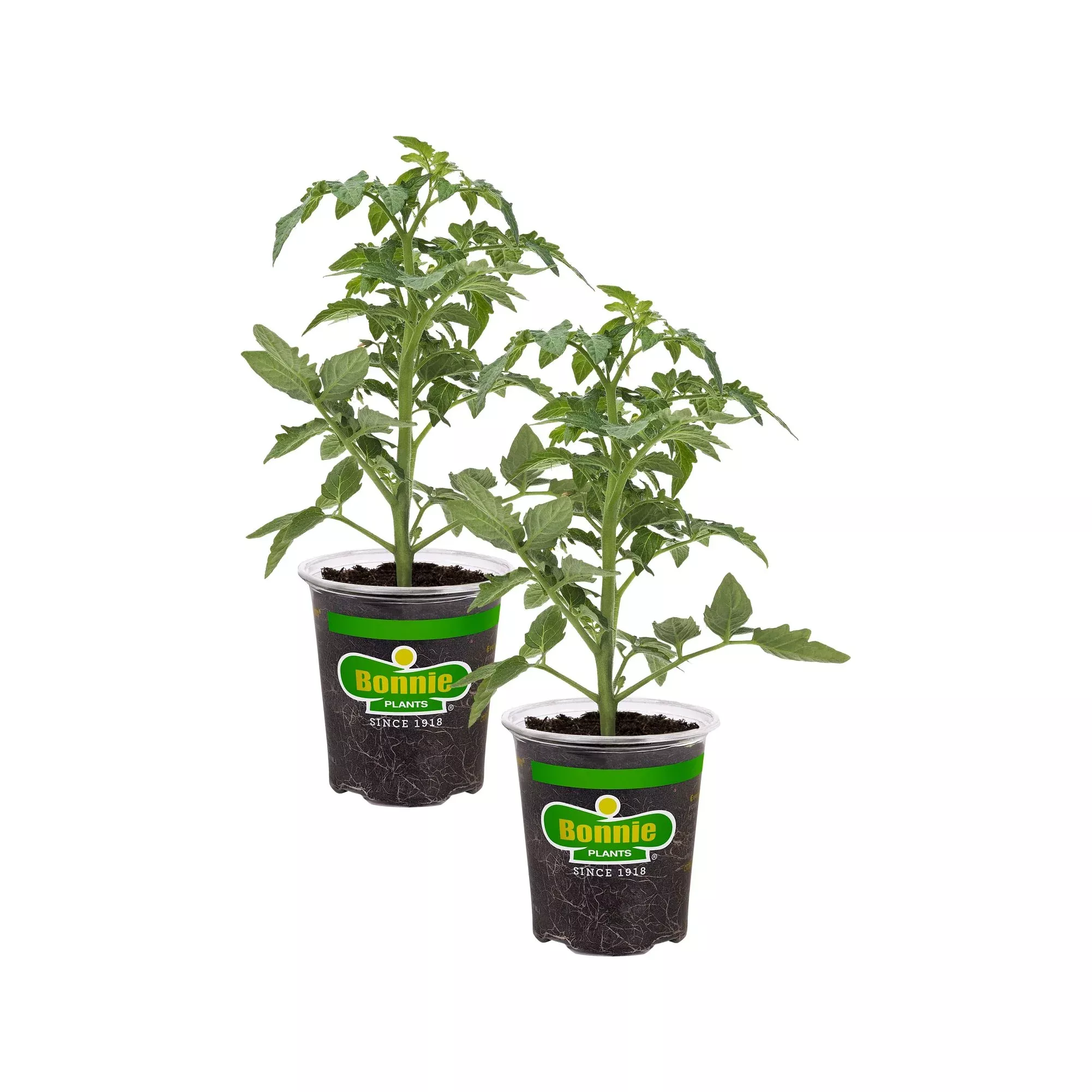 jet-star-tomato-2-pack Jet Star Tomato (2 Pack)