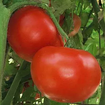 jet-star-vf-hybrid-tomato Jet Star VF Hybrid Tomato