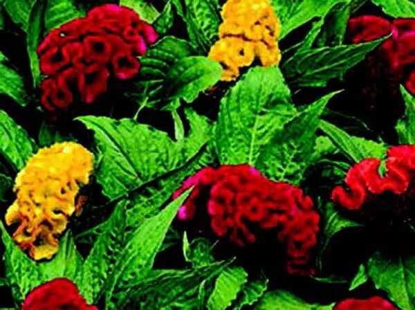 jewel-box-mix-crested-celosia-seeds Jewel Box Mix Crested Celosia Seeds