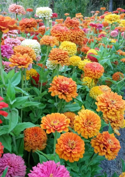 Jim Bagget’s Choice Zinnia