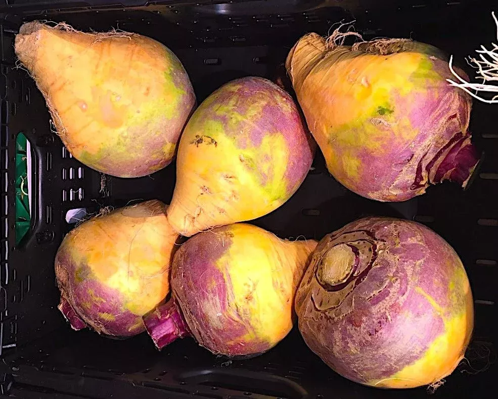 joan-rutabaga-seeds-organic-disease-resistant-cool-wet-climate-adapted 'Joan' Rutabaga Seeds (Organic/Disease Resistant/Cool-Wet Climate Adapted)
