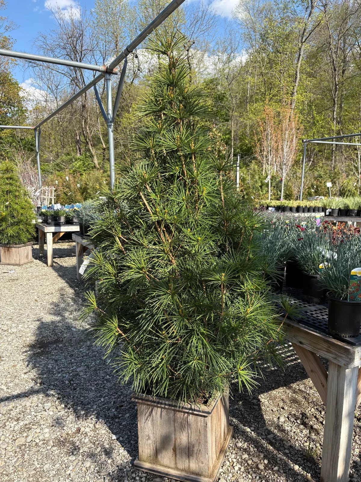 Joe Kozey Japanese Umbrella Pine
