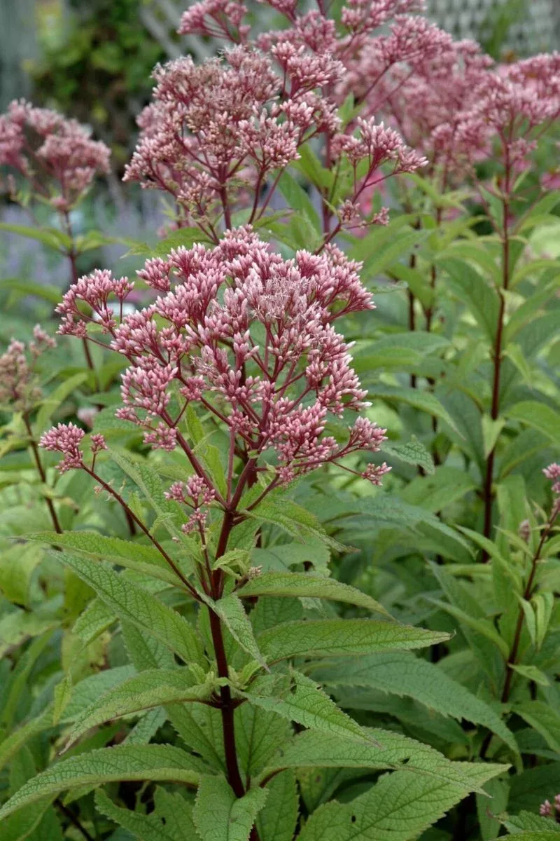 Joe Pye Weed 'Baby Joe'