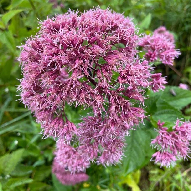 joe-pye-weed-coastal-eutrochium-dubium Joe-Pye weed: Coastal (Eutrochium dubium)