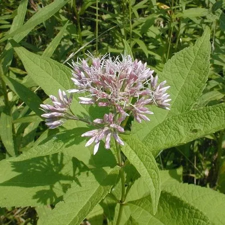 joe-pye-weed-sweet-eutrochium-purpureum Joe Pye Weed: Sweet (Eutrochium purpureum)