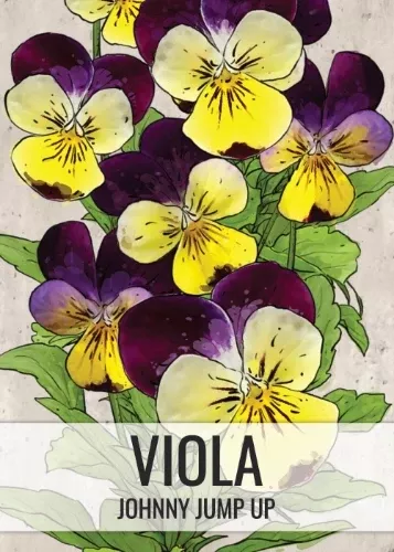johnny-jump-up-seeds-planting-helen-mount-viola-cornuta Johnny Jump Up Seeds For Planting, Helen Mount (Viola cornuta)