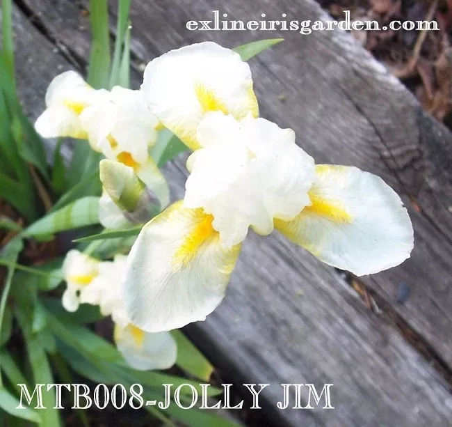 Jolly Jim