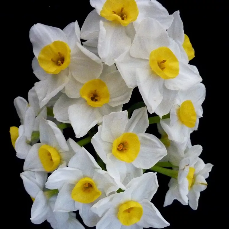 Jonquil ‘Grand Monarch’