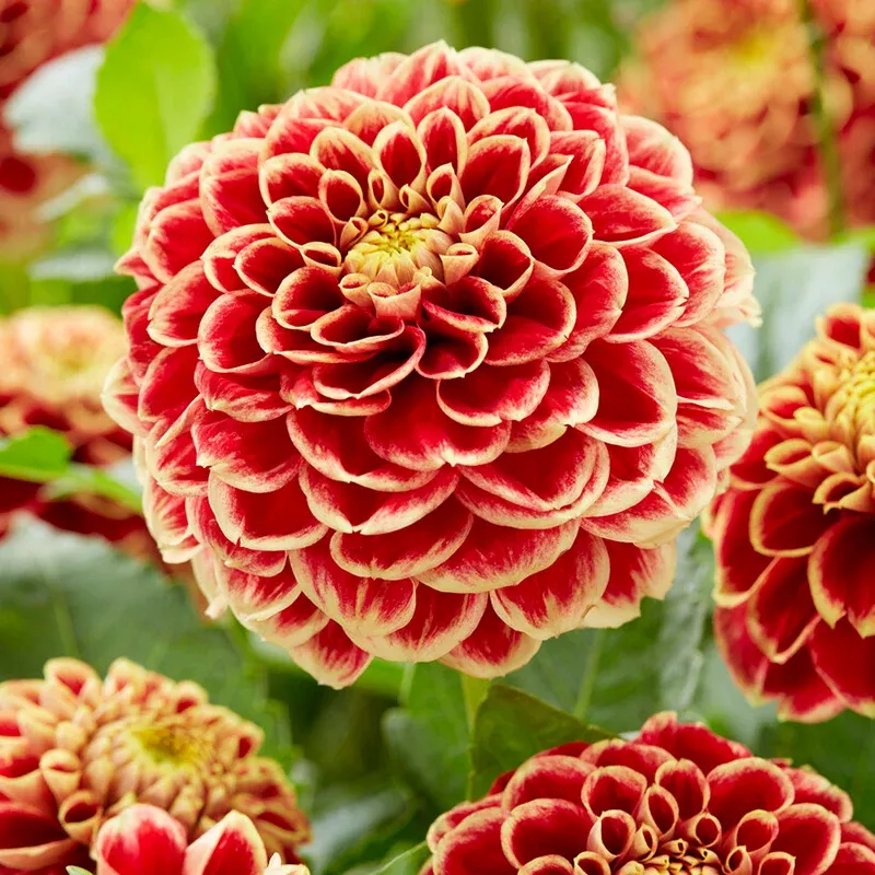 jowey-hubert-ball-dahlia Jowey Hubert Ball Dahlia