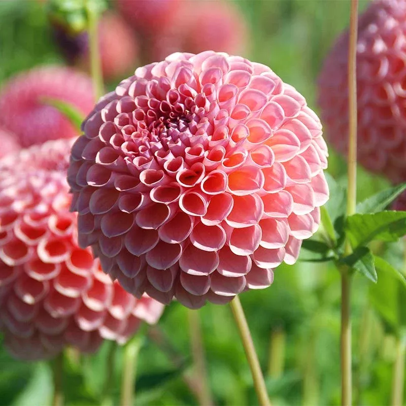 jowey-winnie-ball-dahlia Jowey Winnie Ball Dahlia