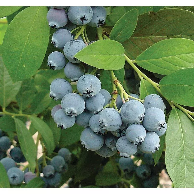 jubilee-blueberry-mid-to-late-harvest Jubilee Blueberry (Mid to Late Harvest)