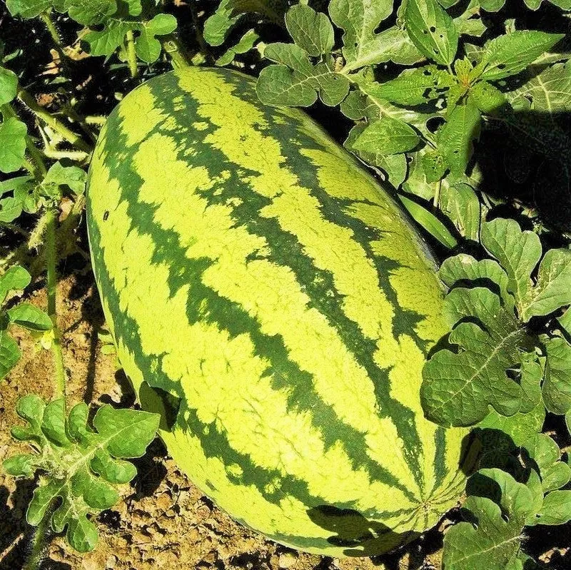 Jubilee Improved Watermelon