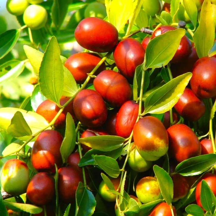jujube-tree-chinese-red-date Jujube Tree (Chinese Red Date)