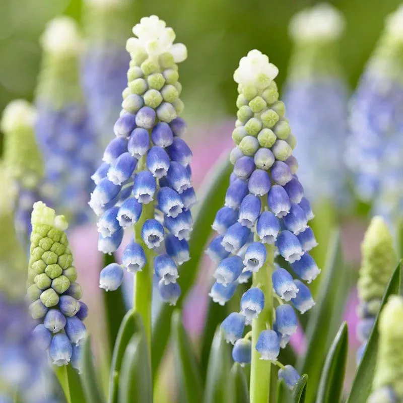 julia-grape-hyacinth Julia Grape Hyacinth