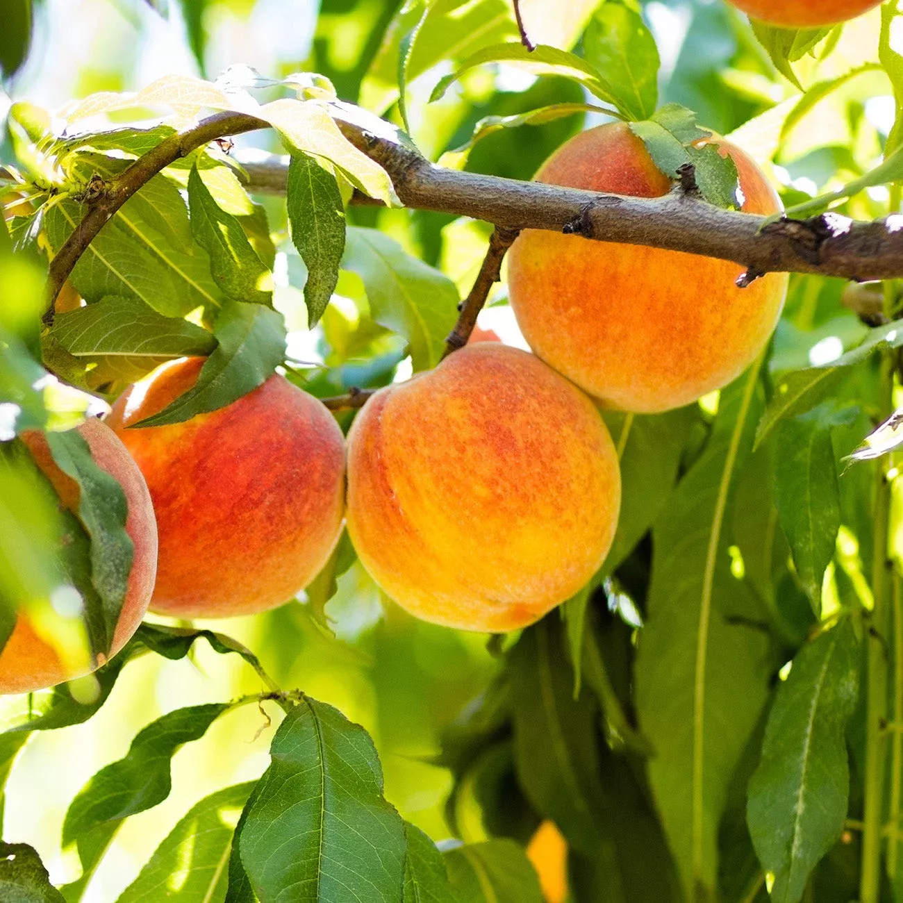 july-prince-peach-tree July Prince Peach Tree