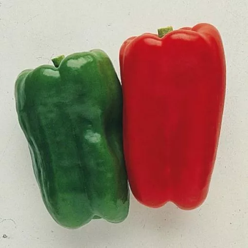 Jumbo Sweet Pepper Seeds