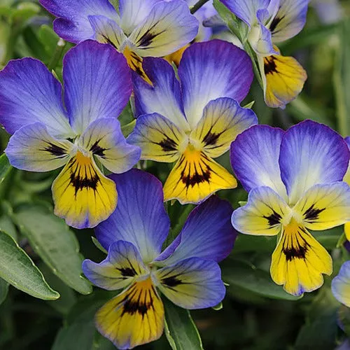 jumping-jack-perennial-viola Jumping Jack Perennial Viola