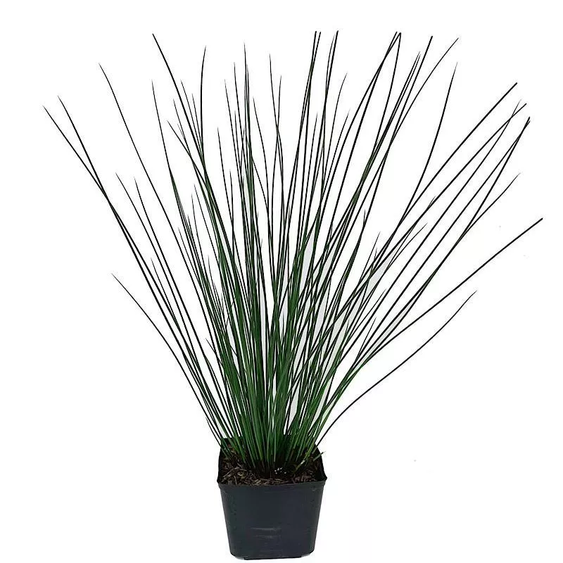 juncus-effusus-quartz-creek Juncus effusus 'Quartz Creek'