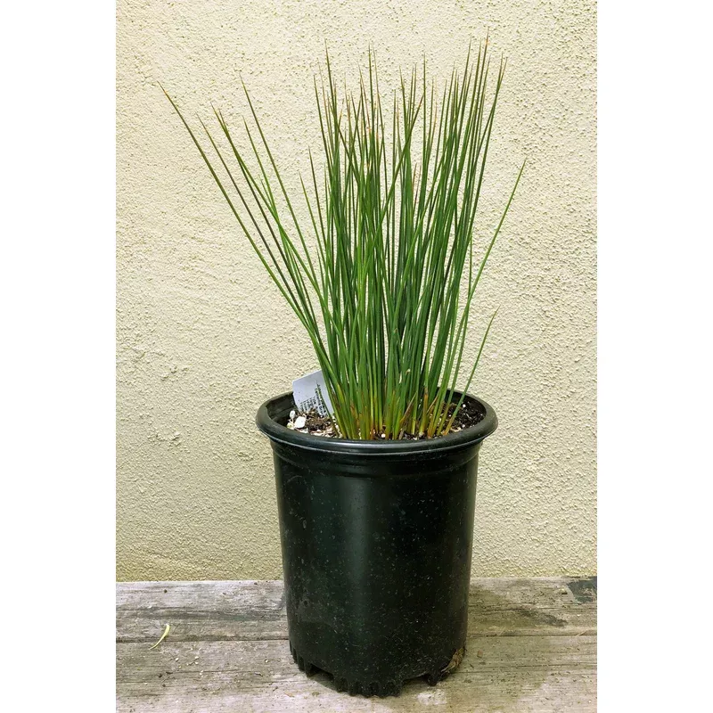 juncus-patens-carmans-grey Juncus patens 'Carmans Grey'