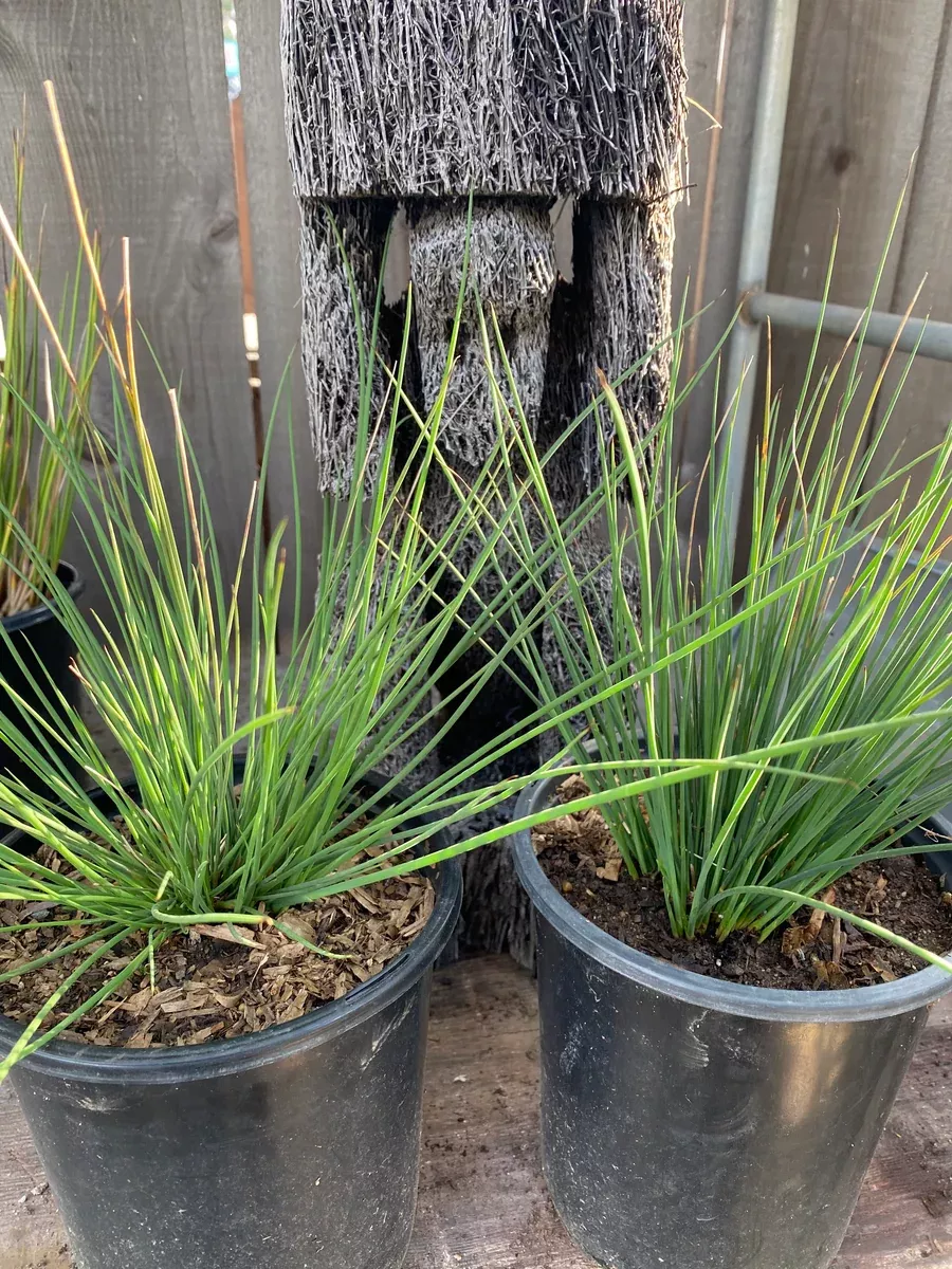 Juncus patens Common Rush