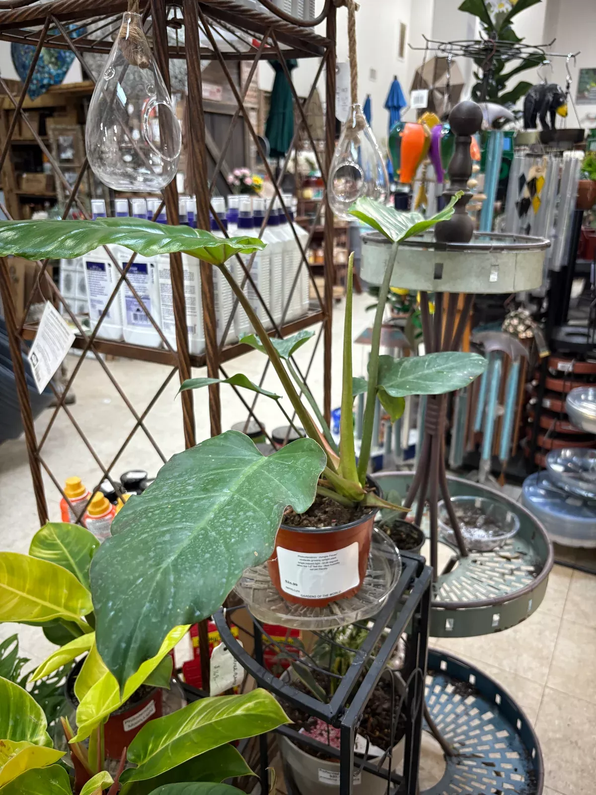 Jungle Fever Philodendron