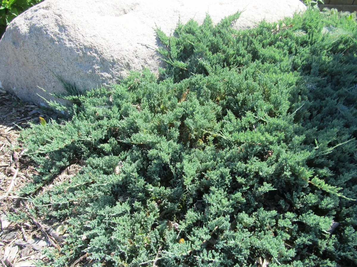 juniper-blue-chip-2-gal-jf Juniper:'Blue Chip' - 2 gal (Jf)