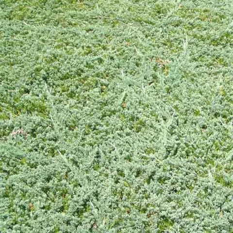 Juniper 'Blue Rug' - 3.5 inch Pots (Minimum Quantity: 25 Plants)