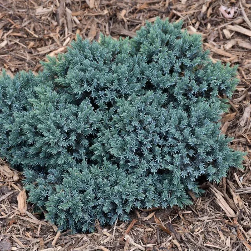 juniper-blue-star Juniper 'Blue Star'
