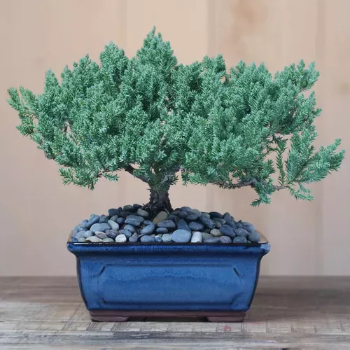 juniper-bonsai-tree Juniper Bonsai Tree