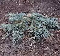 Juniper: 'Burly Blue' - 5Gal (Bl)
