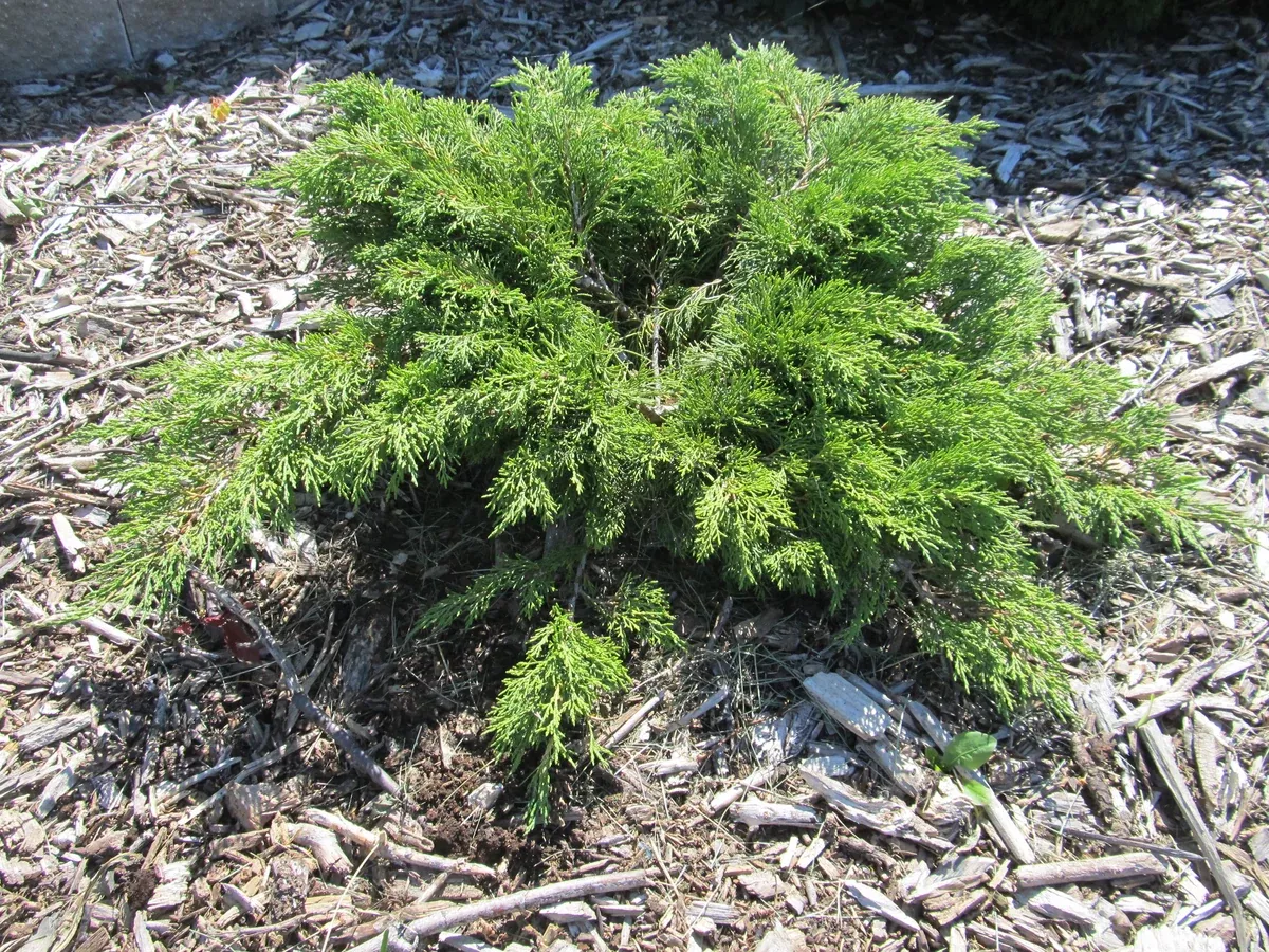 Juniper:'Calgary Carpet' (Bl)