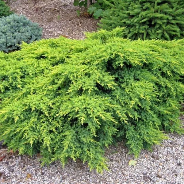 juniper-gold-coast-5-gal-br Juniper: 'Gold Coast ' - 5 Gal (Br)
