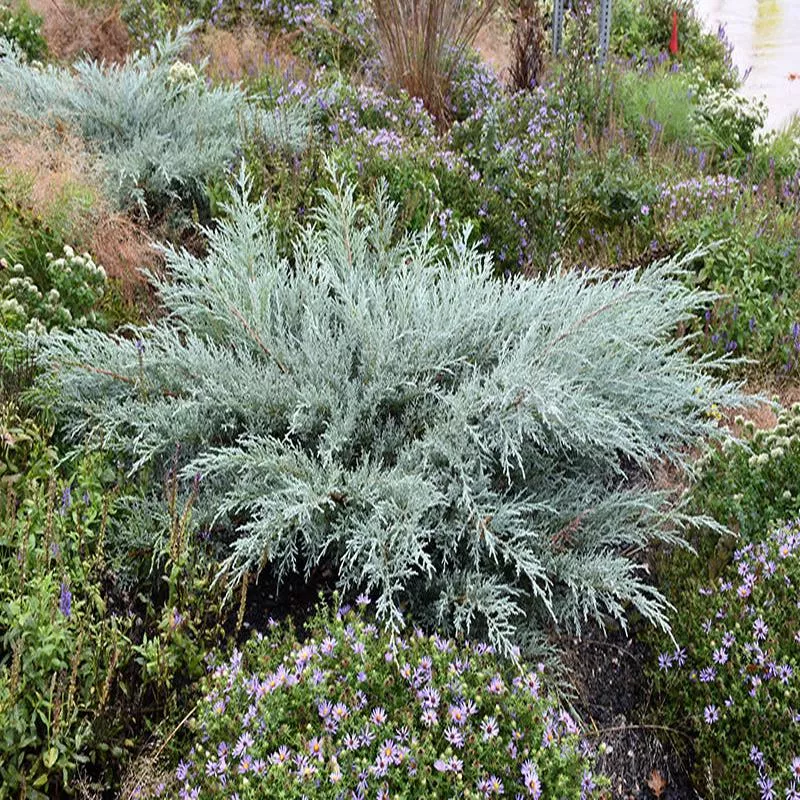 juniper-grey-owl Juniper 'Grey Owl'