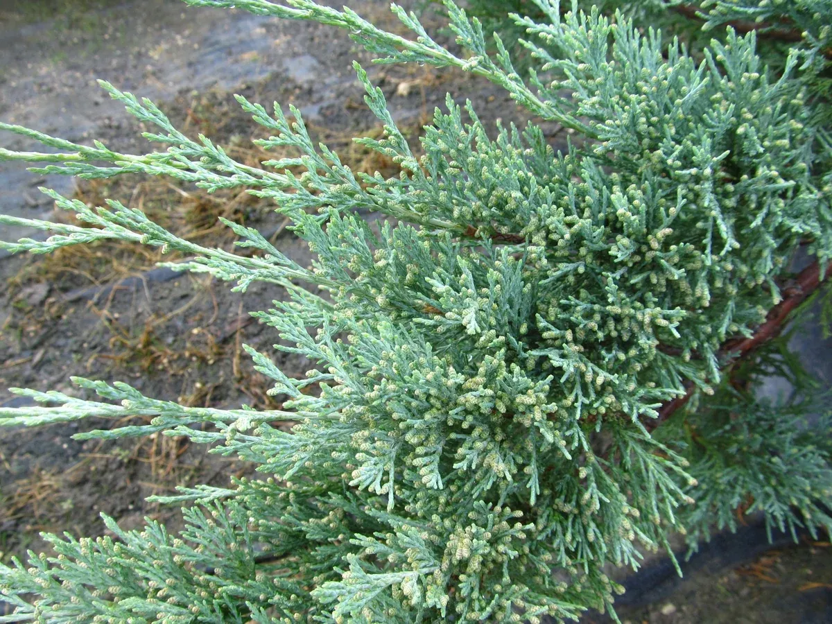 juniper-hughes-5g-bl Juniper: Hughes 5g (Bl)