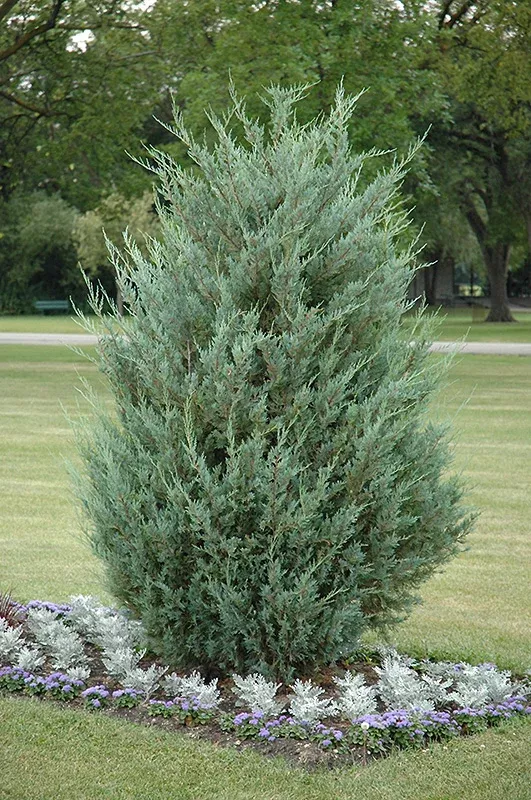 juniper-moonglow-bl Juniper: 'Moonglow' (Bl)